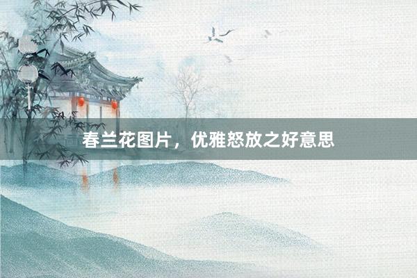 春兰花图片，优雅怒放之好意思